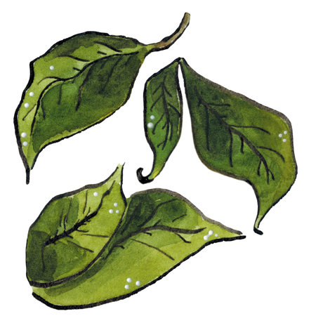 Set of green leaves. Watercolor and ink illustration. Drawing for scrapbooking, blanks. Nature, branch, leaf, plant, tree, nature, natural, composition, ink, graphicsの写真素材