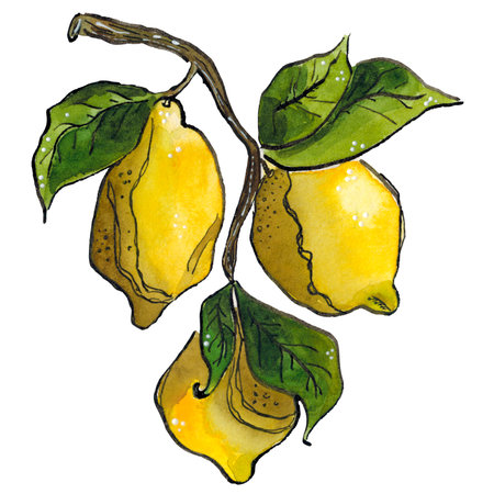 Hand drawn watercolor illustration with graphic elements. Composition of three yellow lemons hanging on a branch with green leaves. Drawing for print, poster, stickers, scrapbookingの写真素材