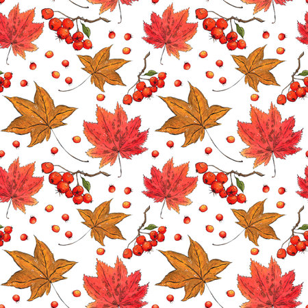 Seamless pattern of maple leaves and hawthorn berries. Hand drawn illustration with watercolor and ink. Drawing for poster, tableware, postcards, scrapbooking. Autumn, tree, vegetablesの写真素材