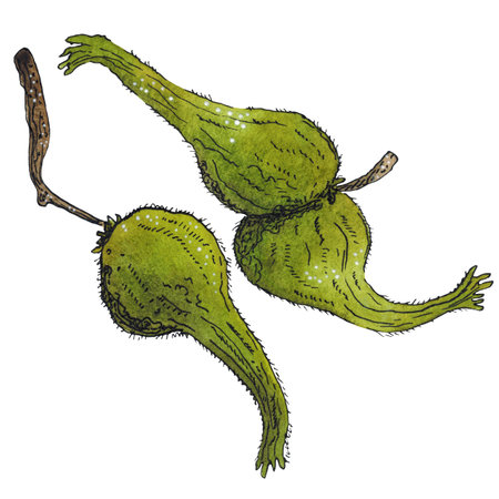 Set of two green nuts, hazel. Hand drawn watercolor illustration. Drawing for stickers, cards, posters. autumn, walnut, forest, green, natureの写真素材
