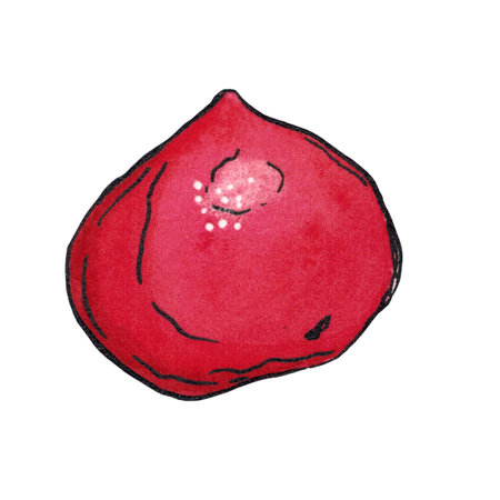 Schisandra berry. Watercolor illustration hand drawn using graphics and ink. Suitable for postcard design, stickers. Plants, berry, autumn, lemongrassの写真素材