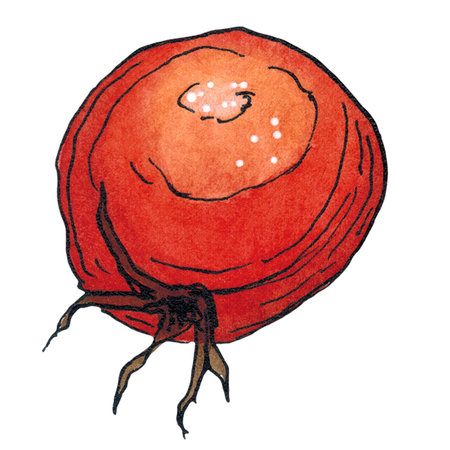 Hawthorn berries. Watercolor illustration hand drawn using graphics and ink. Suitable for postcard design, stickers. Plants, berry, autumn, hawthornの写真素材