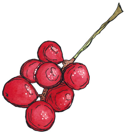 Cluster of Schisandra berries. Watercolor illustration hand drawn using graphics and ink. Suitable for postcard design, stickers. Plants, tree, berry, autumn, lemongrasの写真素材