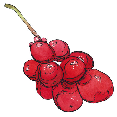 Cluster of Schisandra berries. Watercolor illustration hand drawn using graphics and ink. Suitable for postcard design, stickers. Plants, tree, berry, autumn, liana, lemongrass, wildの写真素材
