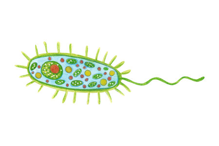 Unicellular organism, phytoplankton, bacteria. Watercolor illustration hand drawn, cartoon. Drawing...