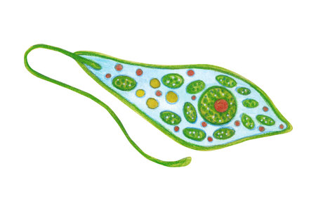 Euglena green, zooplankton, animal, unicellular organism. Watercolor illustration drawn, cartoon, hand-made. For stickers, biology and ecology manuals. Sea, animal, organism, oceanの写真素材