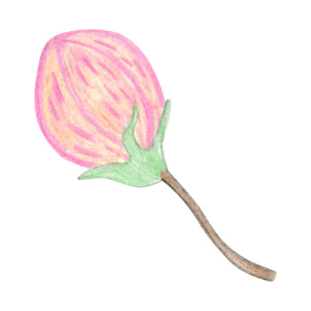 A pink cherry or apple blossom bud. Hand-drawn illustration with colored pencils, cartoonish. Design for stickers, scrapbooking, prints, or menus. Plant, blossomの写真素材