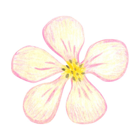 Cherry blossom, apple blossom. Hand-drawn illustration with colored pencils, cartoonish. Design for stickers, scrapbooking, prints, and menus. Plant, blossomの写真素材