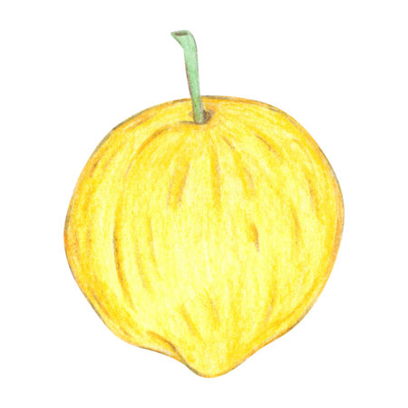 A ripe, yellow plum, whole. Hand-drawn illustration with colored pencils, cartoonish. Design for stickers, scrapbooking, prints, or menus. Fruit, juicy, natural, appetizingの写真素材