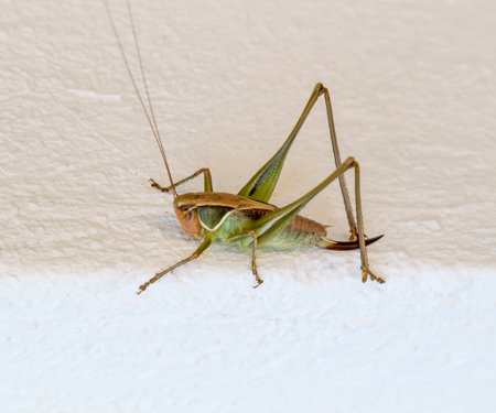 Close up of a green Hopper on white wall.の写真素材