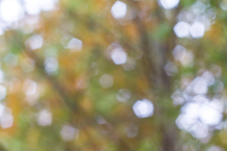 Abstract green bokeh background from trees and sun 