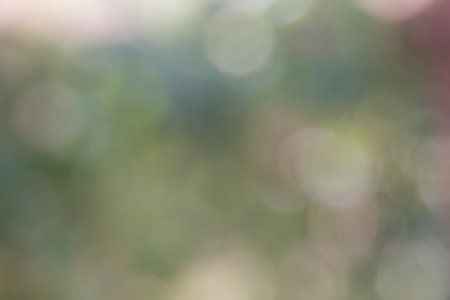 Natural Sunlight Bokeh and Blurry Background Stock Photoの写真素材