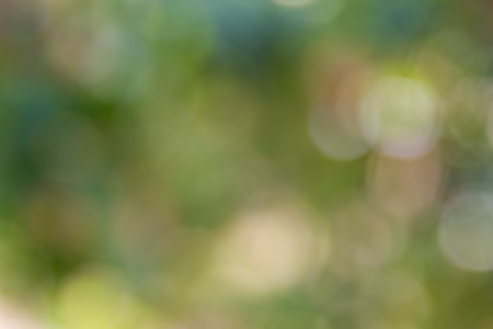Natural Sunlight Bokeh and Blurry Background Stock Photoの写真素材