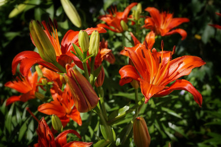 Abstract background of flowers. Close-up.の写真素材