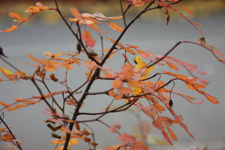 Autumn leaves on a tree in a park, closeupの写真素材