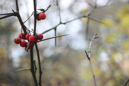 Red berries on a branch in the autumn forest. Selective focus, close-up. Thorns.