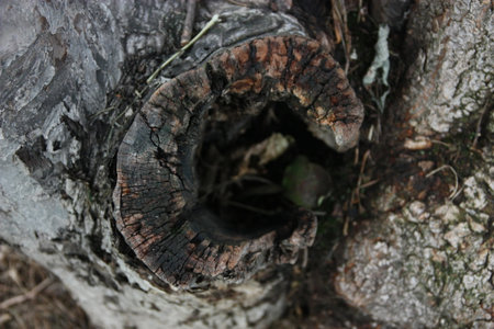 Stump in the forest, closeup of photo