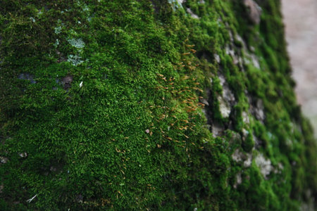 Moss on the tree in the forest, closeup of photoの写真素材