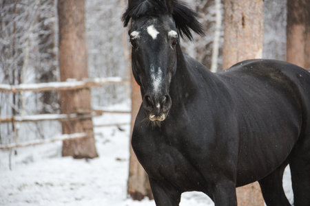 The horse in the ranchの写真素材