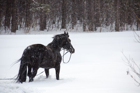 The horse walking in winter woodsの写真素材