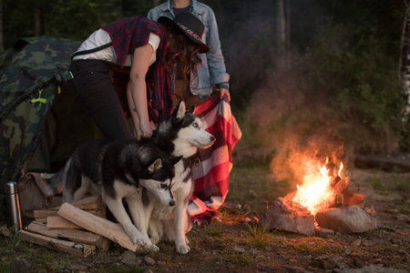 Dog sits by the fire with the hosts and Huskyの写真素材