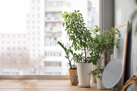 Small green potted plants on wooden window sill at home. の写真素材