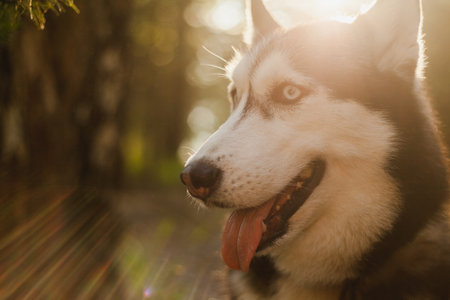 Portrait of a Siberian Husky closeup sun lightの写真素材