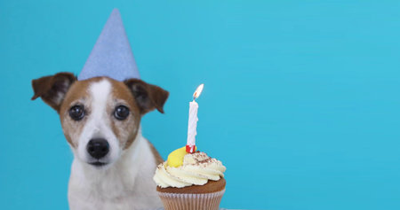 Cute Jack Russell Terrier dog with party hat and birthday cake blue backgroundの写真素材