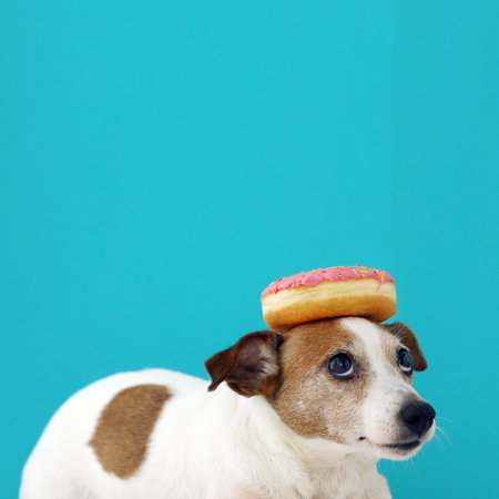 Funny Jack Russell Terrier dog with donut on its head looking at doughnut on blue backgroundの写真素材