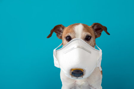 dog wearing a face mask to protect herself from infection or air pollution, Coronavirus disease COVID-19 animal concept blue backgroundの写真素材