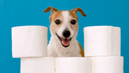 Cute dog sitting with rolls of toilet paper against blue wallの写真素材