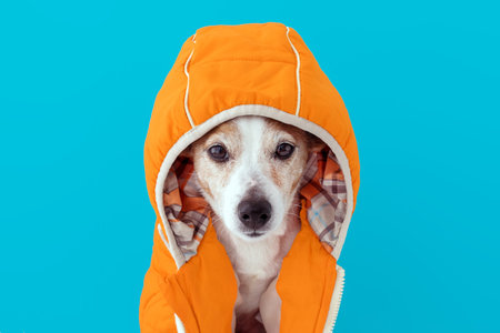 Funny little dog wearing bright orange costume with hood looking at camera sitting against blue backgroundの写真素材