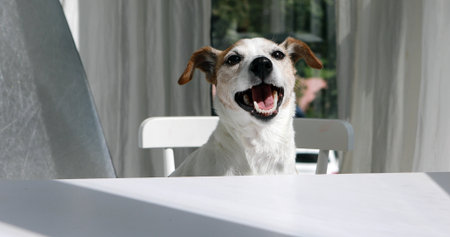 Happy Jack Russell Terrier dog sitting at tableの写真素材
