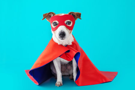 Dog wearing superhero costume posing against blue backgroundの写真素材