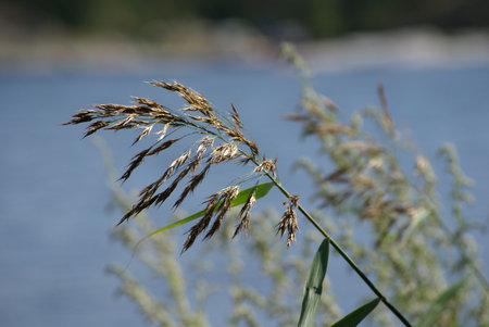 Grassの写真素材