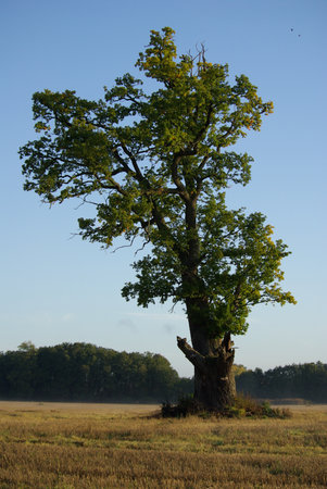 Lonely Oakの写真素材