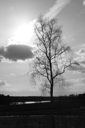 Black   White Tree  の写真素材