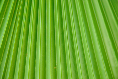 Green palm leaf textureの写真素材