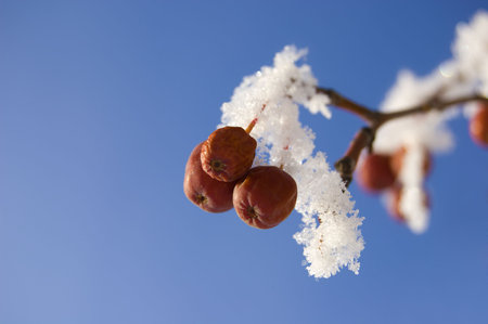 frozen little apples on branch over clear blue skyの写真素材
