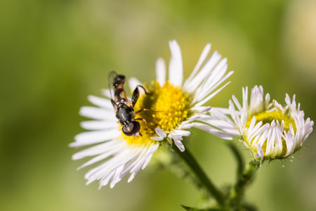 Little wasp on flower