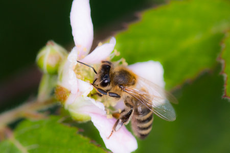 Bee on flowerの写真素材