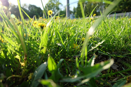Spring grass in Minsk 3の写真素材