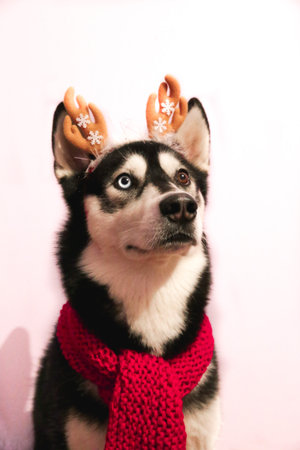 Siberian Husky sitting in red scarf and reindeer ears, vone wall in estates, funny cuteの写真素材