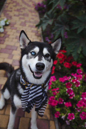 Husky dog ??sitting near flowers petunias in scarf outdoors in gardenの写真素材