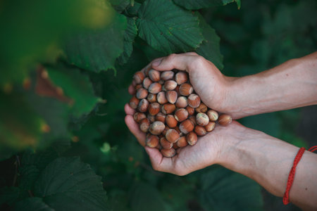 Man holding hazelnuts in the forestの写真素材