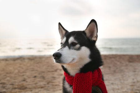 Portrait of a husky dog ??in a red scarf on the background of the seaの写真素材
