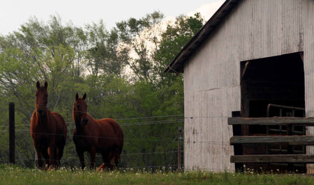 two horses watching with curiosityの写真素材