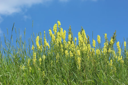 yellow flowers and green grass against the blue summer skyの写真素材
