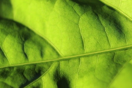 green leaf with veinsの写真素材