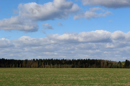 field and forest on a background of blue sky with cloudsの写真素材